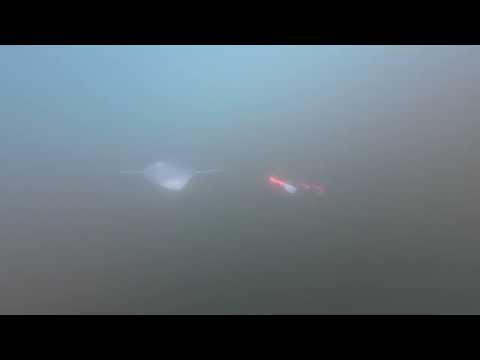 Pinurple Squid Spin